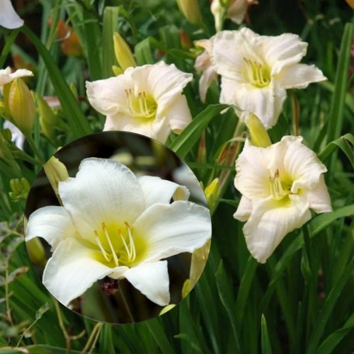Hemerocallis 'White Temptation' - Päevaliilia 'White Temptation' P9/0,55l 